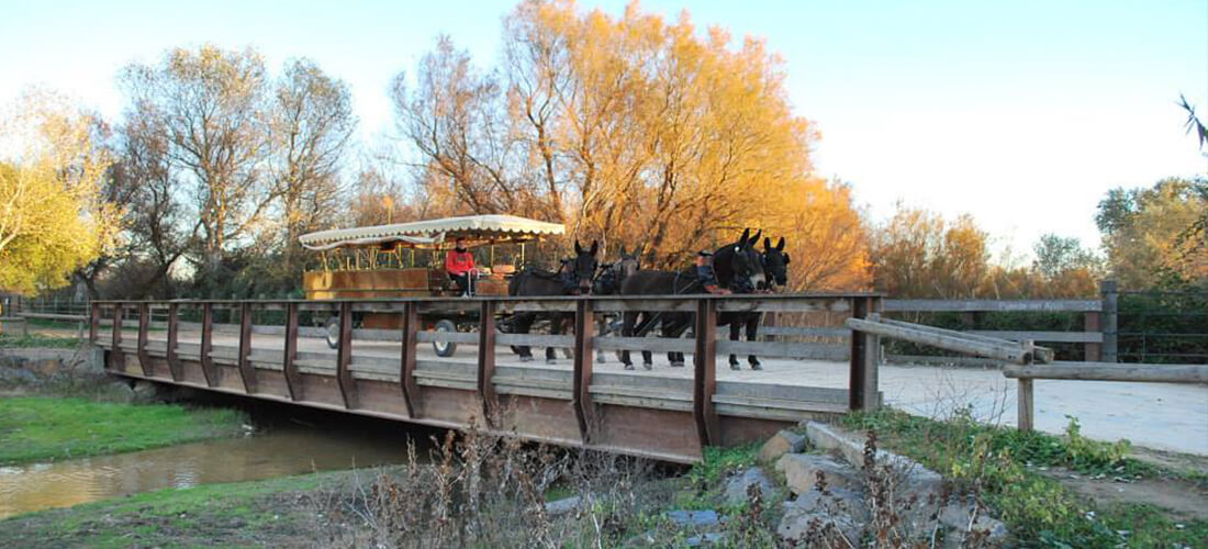 Puente del ajoli el rocio